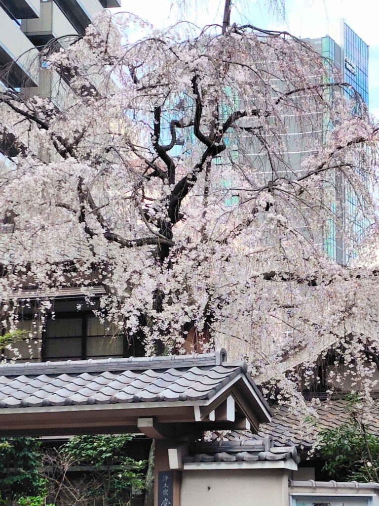 東京　常黒院の桜